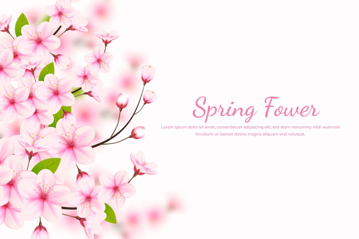 Realistic Blooming Cherry Flowers Background And Petals Illustration