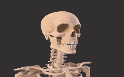 Modelos 3D de anatomia de ossos de esqueleto masculino humano