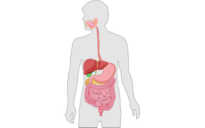 Contenido médico del vector del sistema digestivo