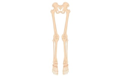 Leg Bone Anatomy Vector Medical Content