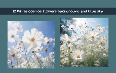 Fondo de flores de cosmos blancas y cielo azul.