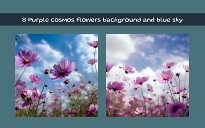 Fondo de flores de cosmos morado y cielo azul.