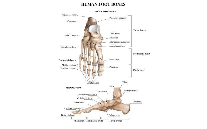 Anatomía de los huesos del pie realista Vista lateral frontal 201230513 Concepto de ilustración vectorial