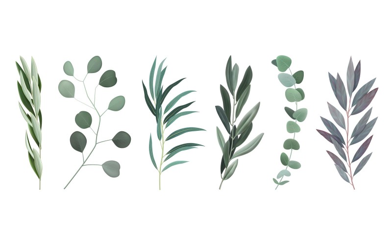 Conjunto de ramas de hojas de eucalipto realista 200902912 Concepto de ilustración vectorial