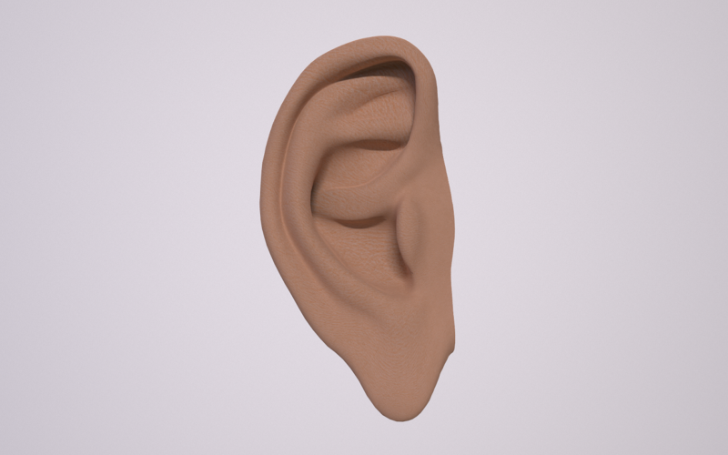 人类3D模型的人类耳朵