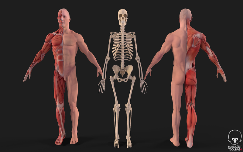 人体解剖全身肌肉系统和3D骨骼模型
