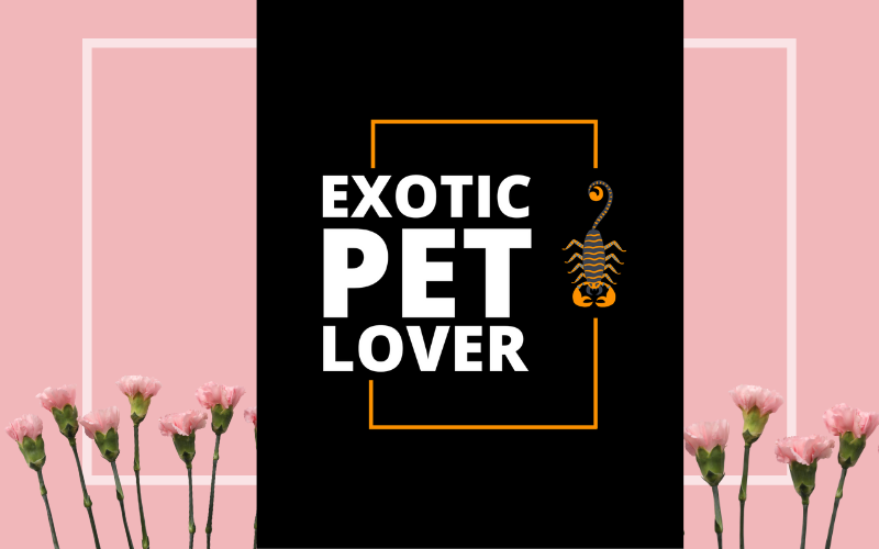 Svart exotisk Pet Lover T-shirt mall