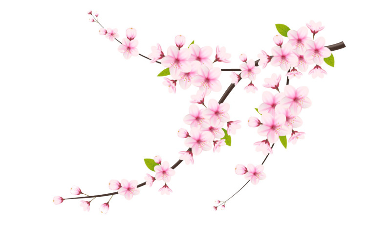 Kersenbloesem tak met sakura bloem. kersenbloesem vector. kersenknop. sakura-bloem