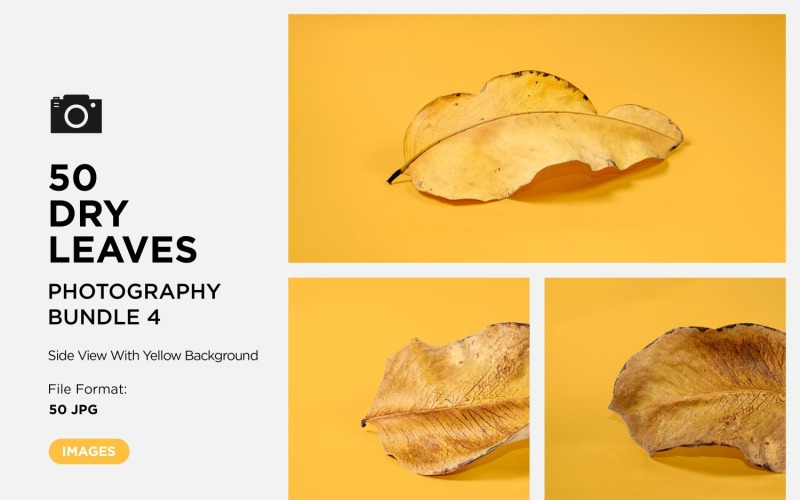 50侧视图枯死的叶子孤立在黄色的背景，秋天的叶子集04