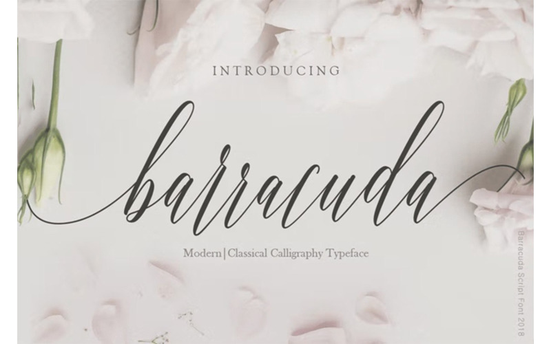 Barracuda Script Font - Barracuda Script Font