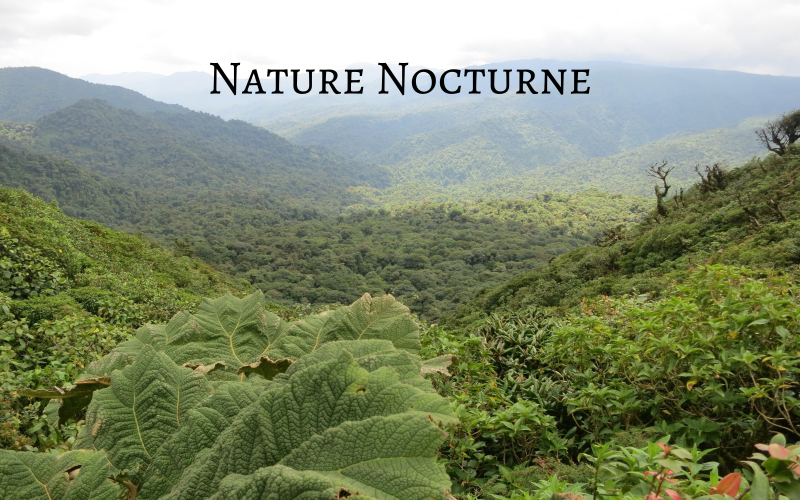 Nature Nocturne – dokument podkreślony – muzyka stockowa