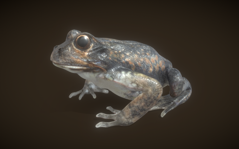 精致的3D青蛙模型:数字环境的现实表现