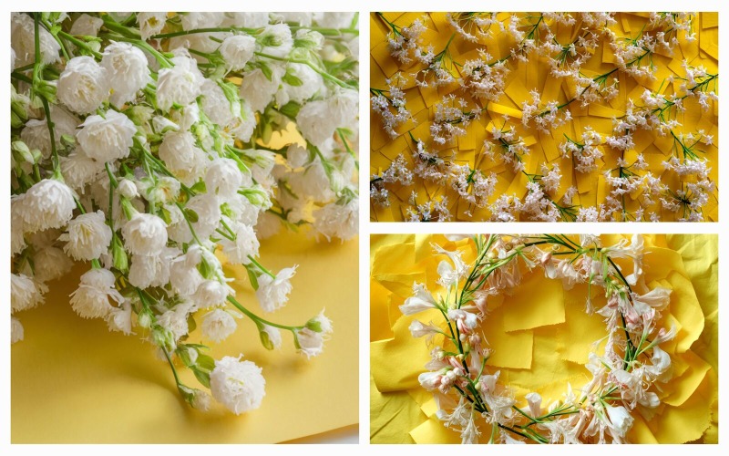 Sammlung von 3 leuchtend gelben Papierhintergrund mit weichen kleinen weißen Blumen