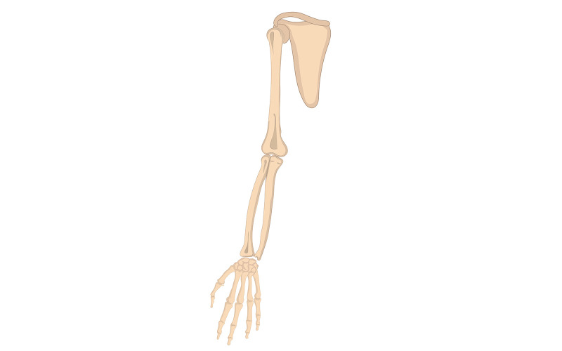 Arm Bones Vector Medical Content