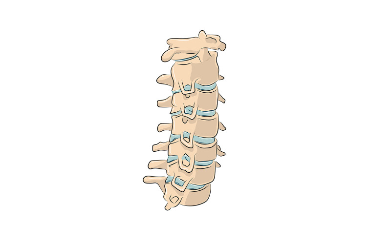 Anatomie kostí krčních obratlů