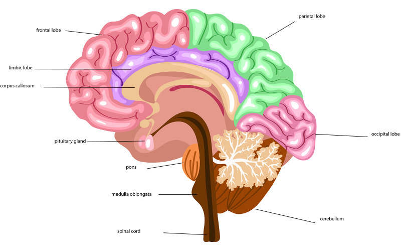 Beyin Anatomisi Tıbbi İçeriği