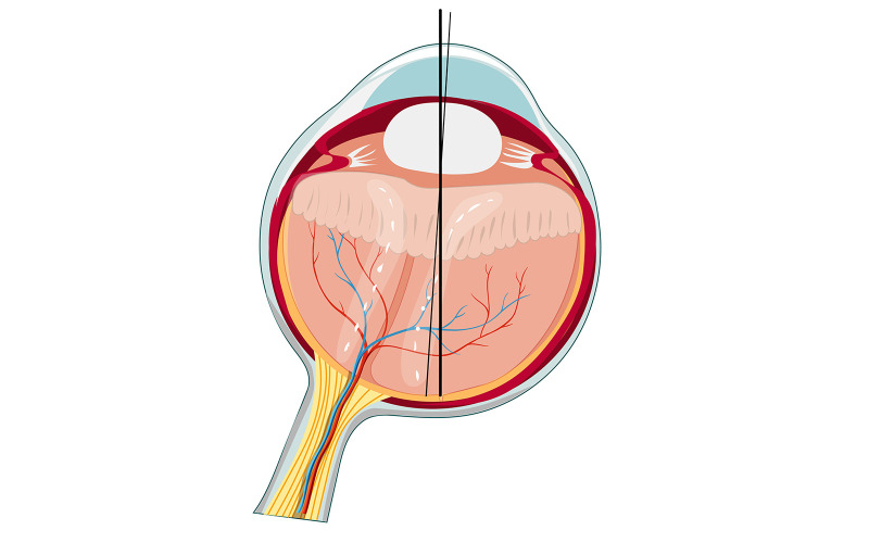 Anatomie oka vektorový lékařský obsah