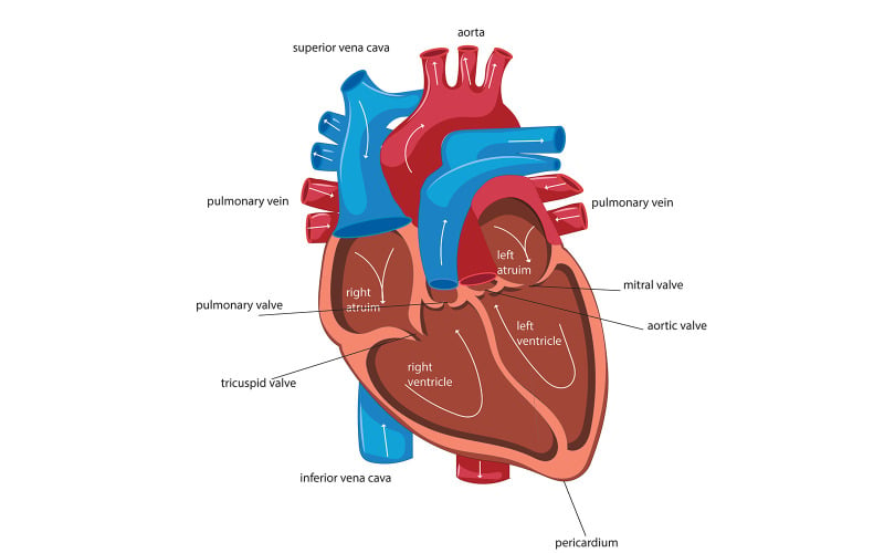 Contenu médical sur la circulation sanguine cardiaque