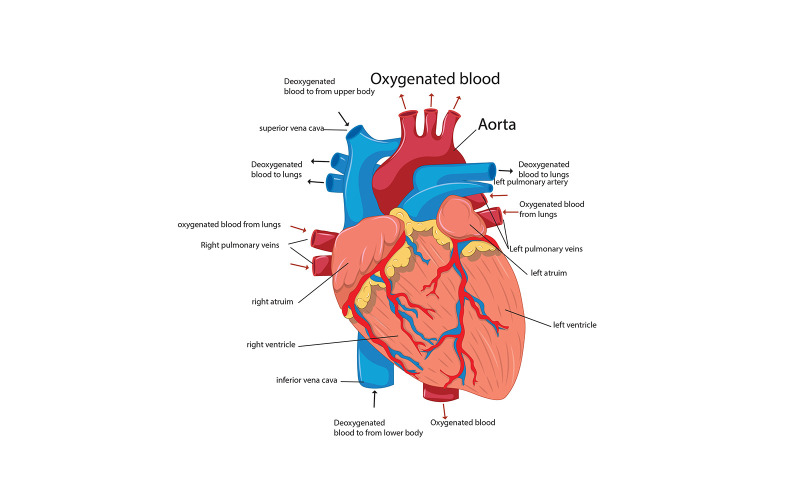 Conteúdo médico vetorial de anatomia do coração