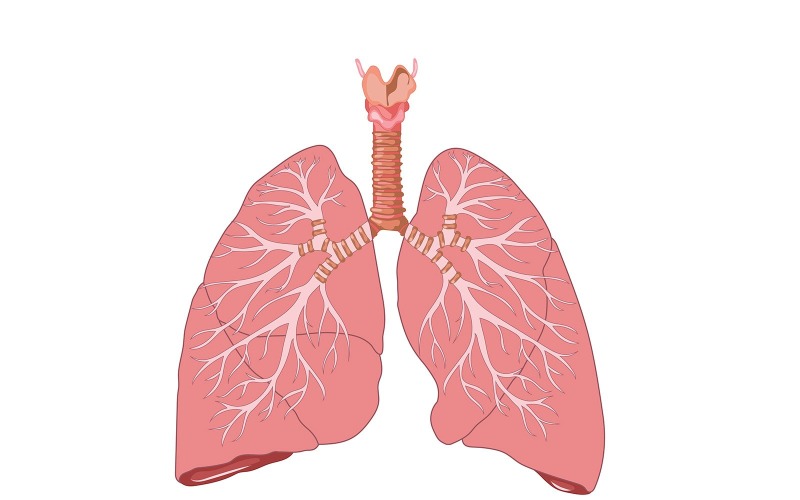 Akciğer Anatomisi Tıbbi İllüstrasyon