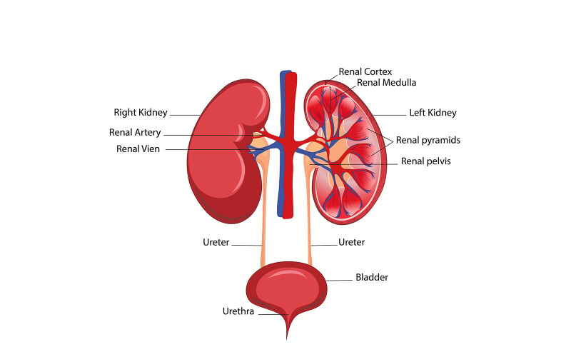 Anatomia nerki ludzkiej Wektor medyczny