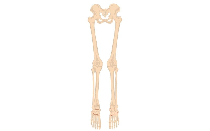 Leg Bone Anatomy Vector Medical Content