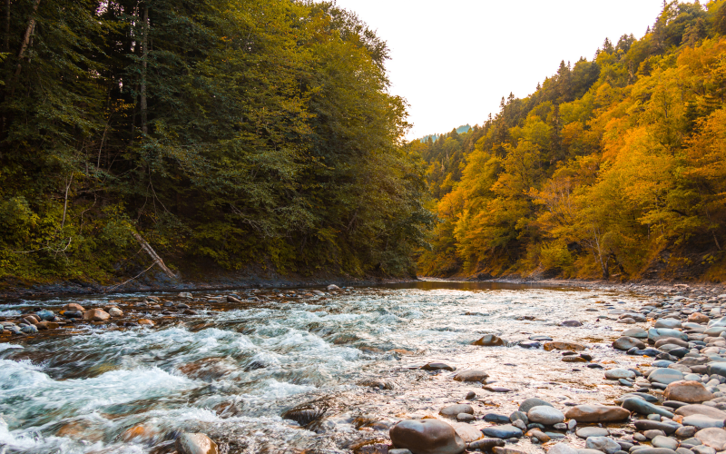 Potok a ptáci (paisagem da natureza)