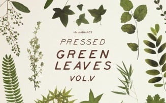 Pressed Green Leaves VOL.5 product mockup