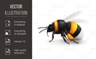 Bumblebee - Vector Image