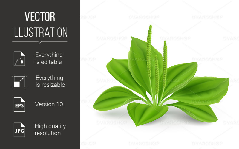 Plantago Leaves - Vector Image Vector Graphic