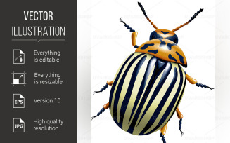 The Colorado Potato Beetle - Vector Image