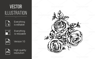 Garden Roses - Vector Image