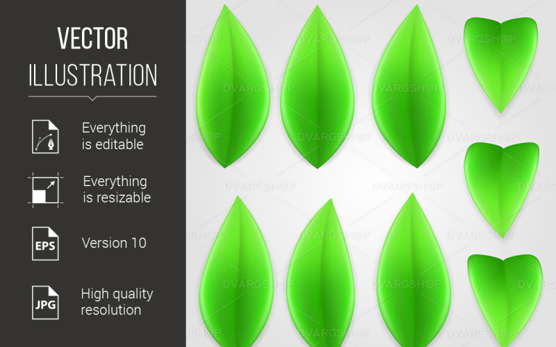 Set of Green Leaves - Vector Image Vector Graphic