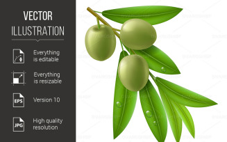 Branch of Olive Tree with Green Olives - Vector Image