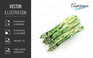 Asparagus - Vector Image