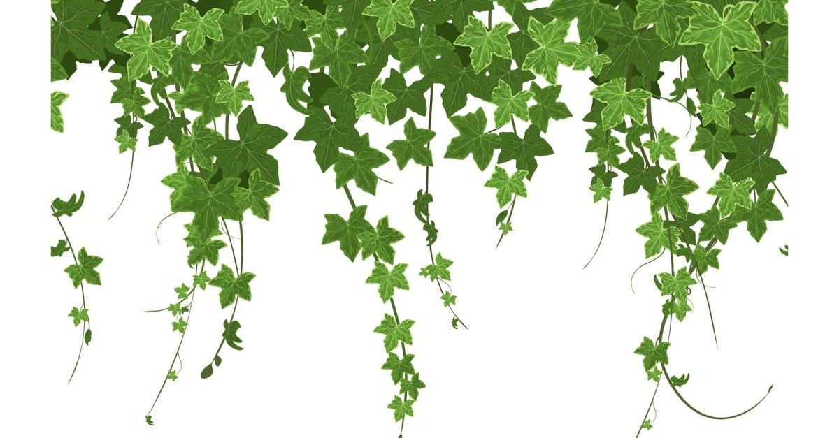 1,500+ Climbing Ivy Stock Illustrations, Royalty-Free Vector Graphics &  Clip Art - iStock