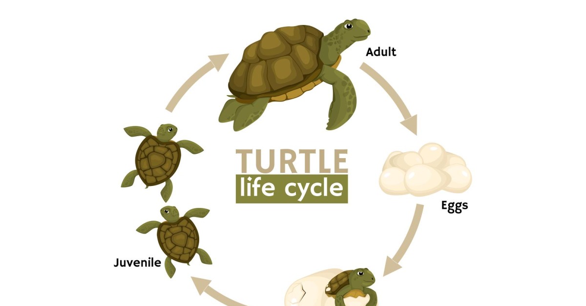 Turtle Life Cycle Stages Vector Illustration Concept