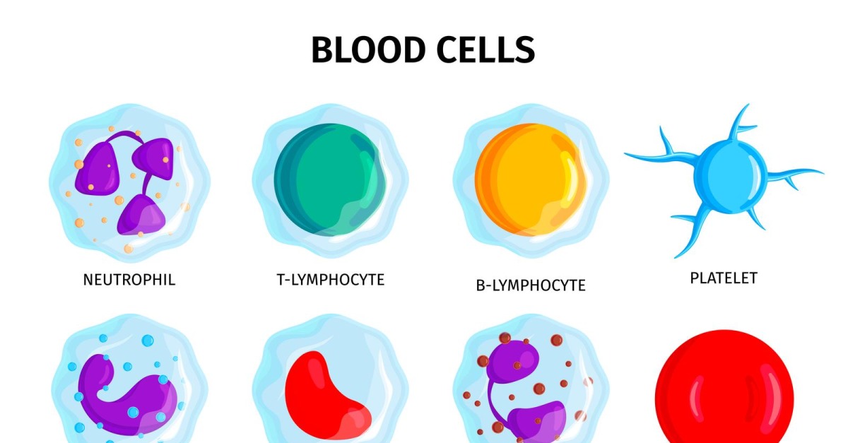 Blood Cells 201250402 Vector Illustration Concept