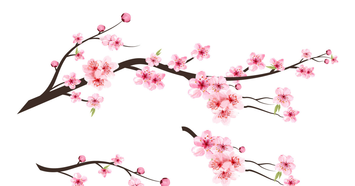 Japanese Cherry Blossom with Pink Sakura Graphic by IftiDigital