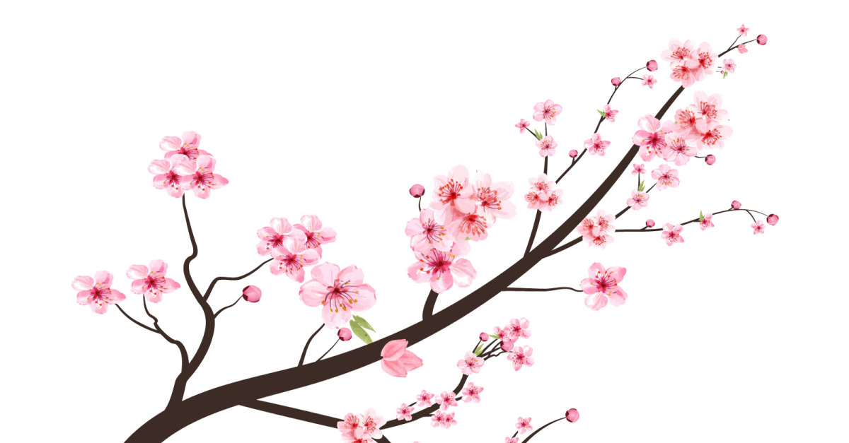 Branche de fleurs de cerisier avec Sakura rose