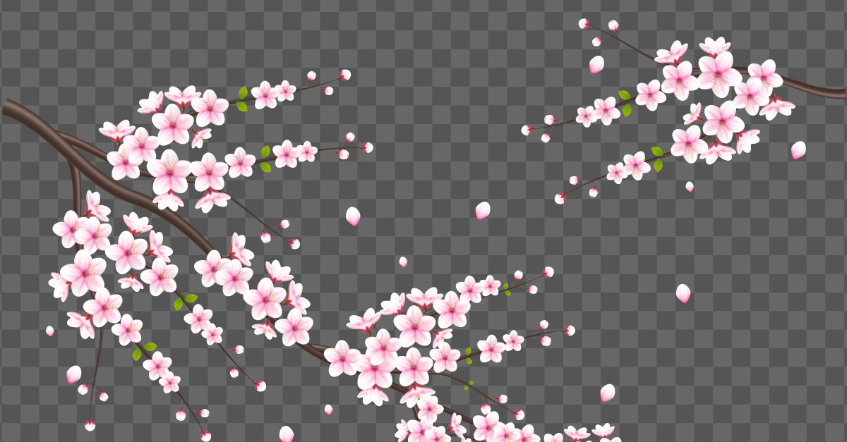 Fleurs de cerisier de vecteur en pleine floraison sur un dessin de