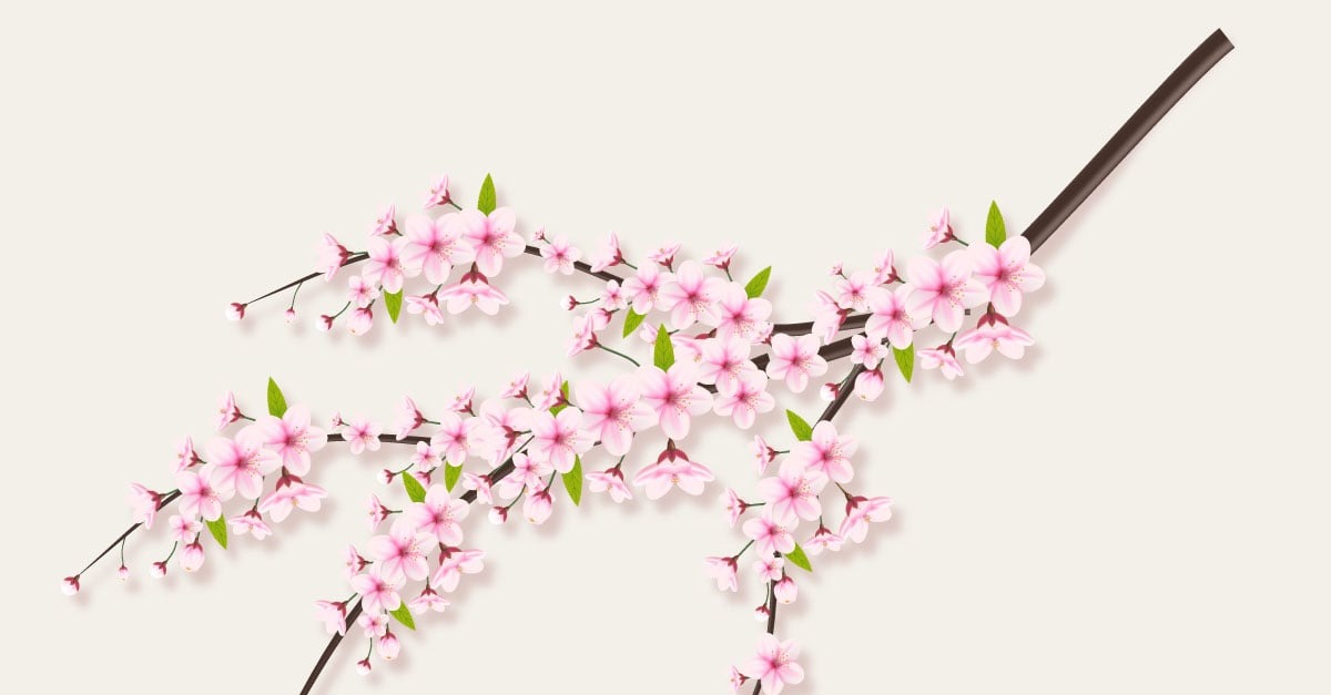 Cherry blossom branch with sakura flower cherry blossom sakura flowers ...