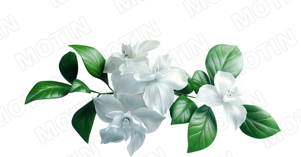 White jasmine flowers arranged with green leaves creating a natural and elegant display