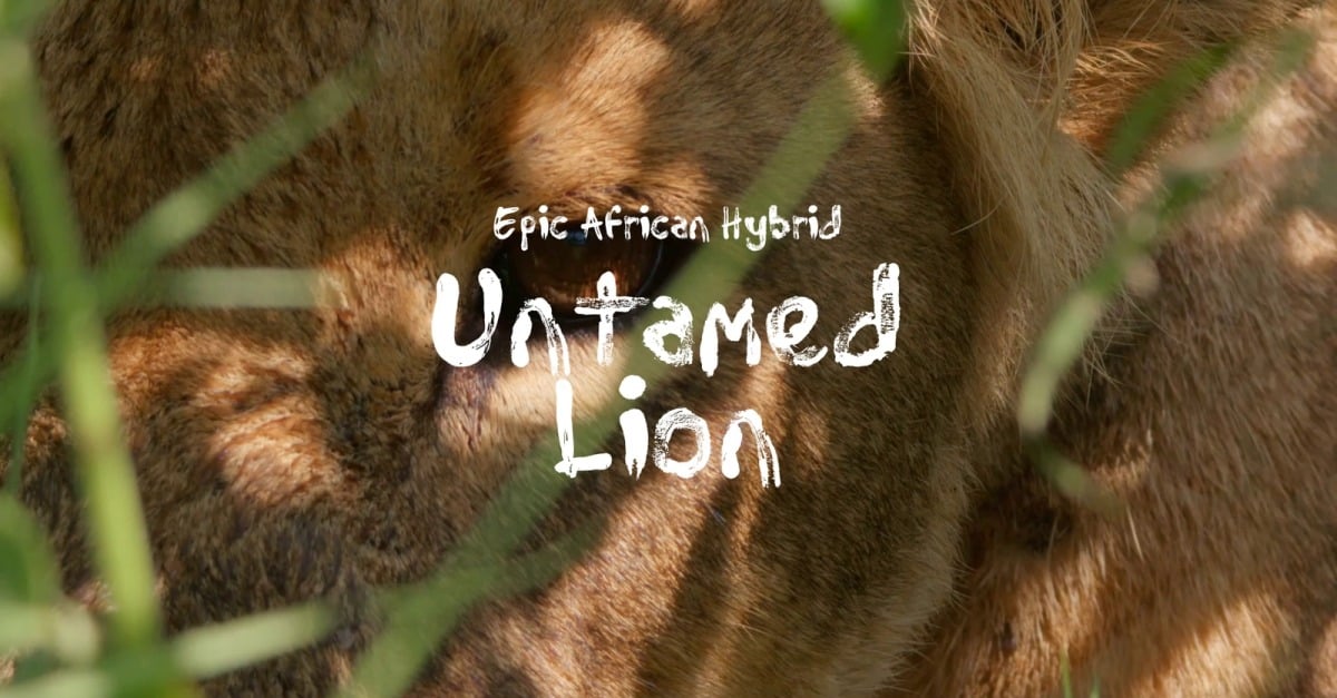 Walk With Kings / Epic African Hybrid