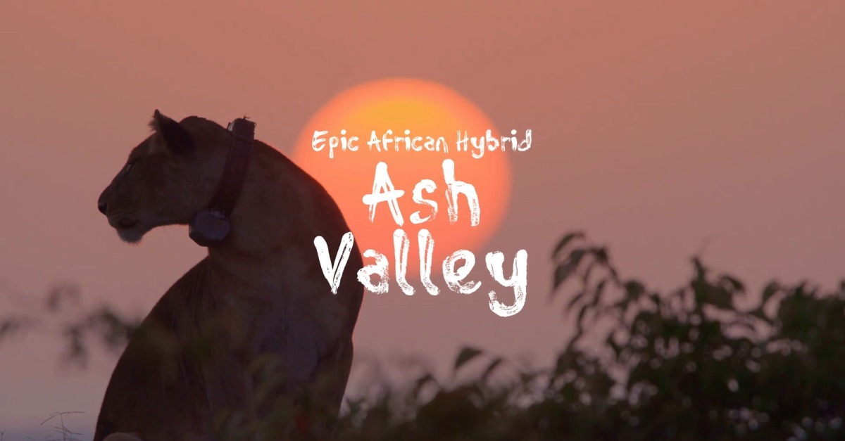 Valley Bears Scars / Epic African Hybrid