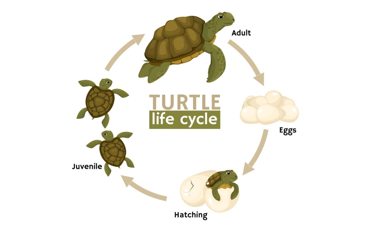 Черепаха Этапы Жизненного Цикла Векторные Иллюстрации Концепции