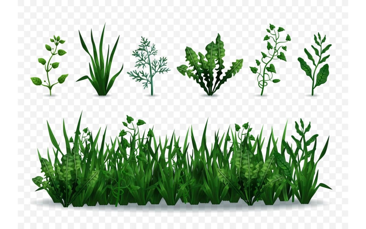 Зеленая трава иллюстрации 210200307 векторные иллюстрации концепции