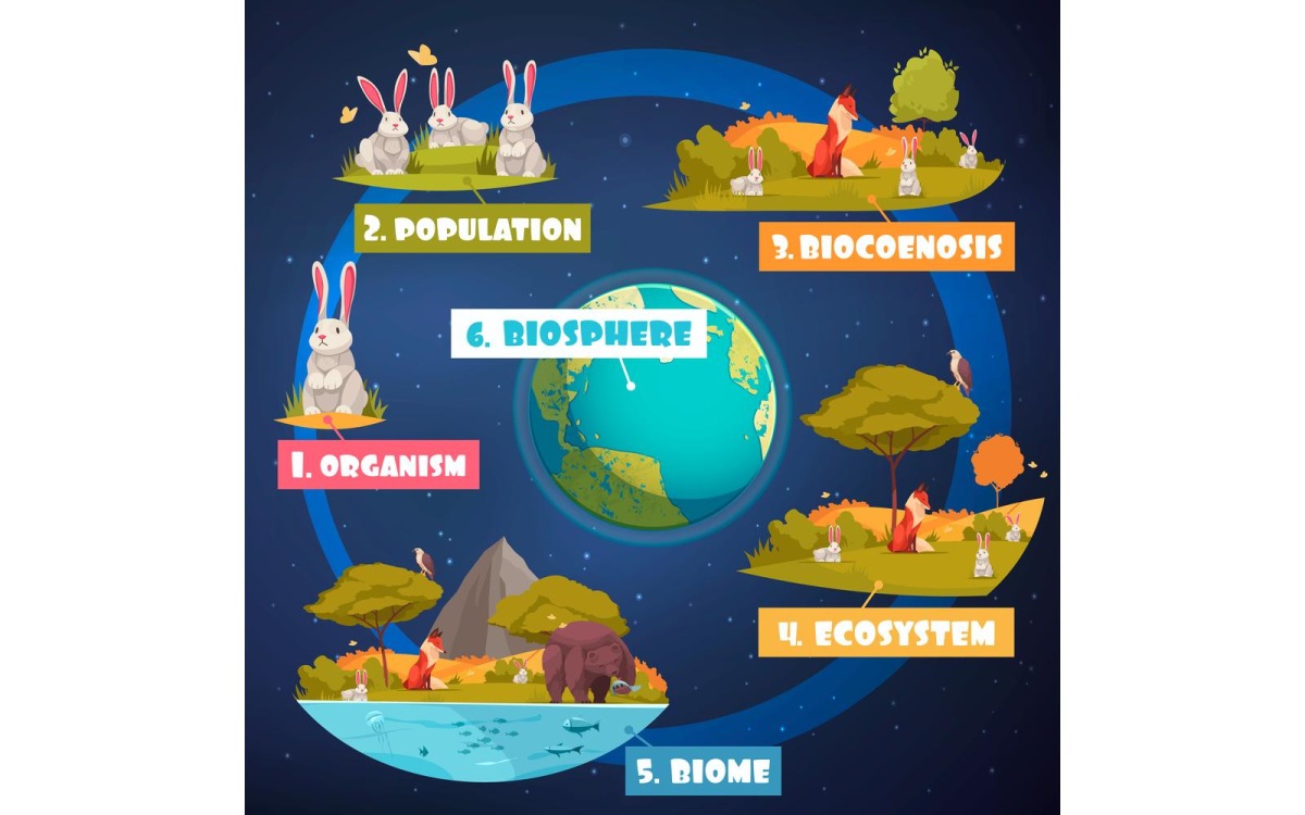 Biosphere ecology infographic for learning Vector Image