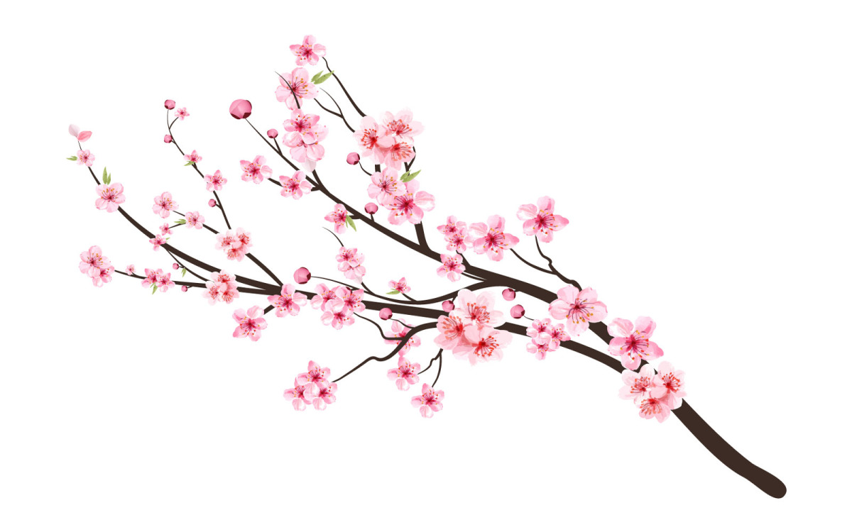 Rama de árbol de flor de cerezo con flor de sakura