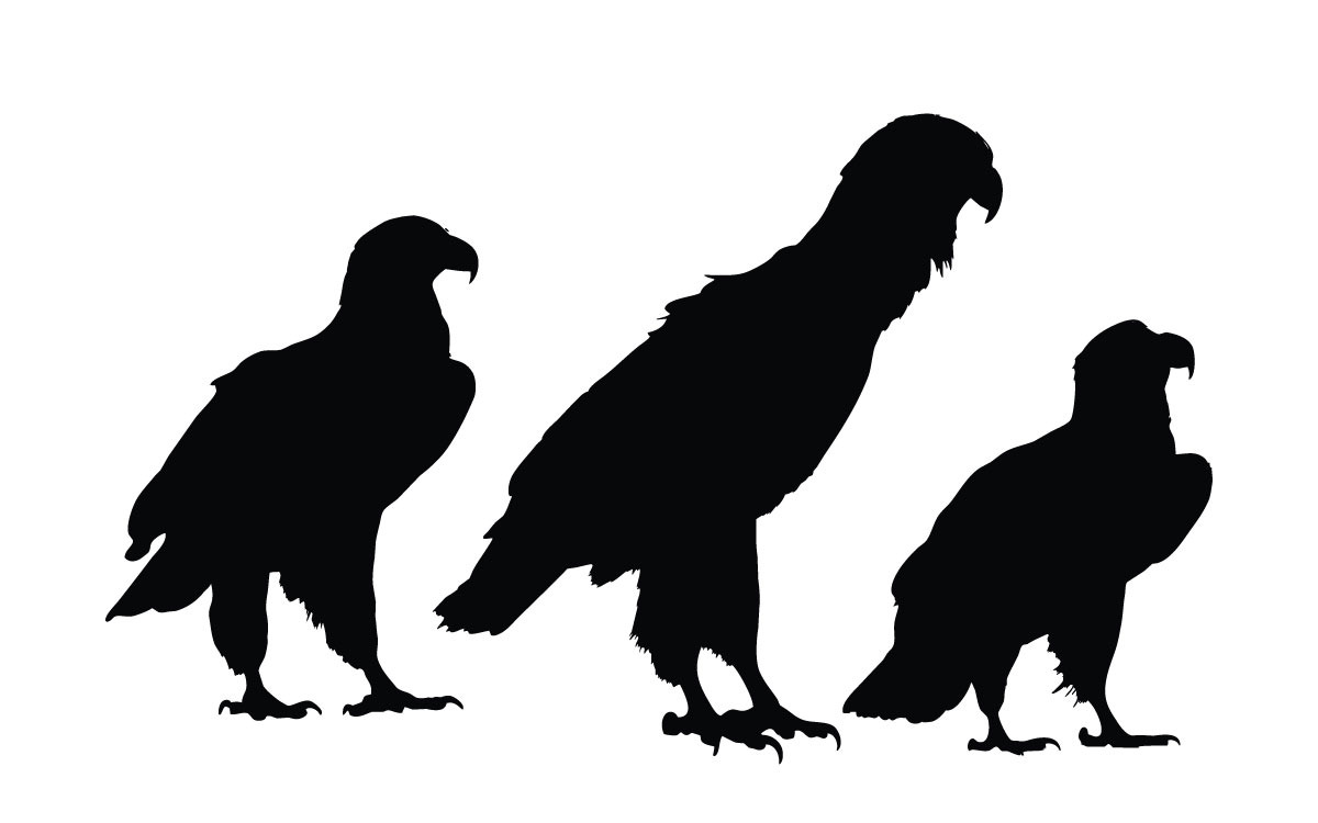 Colección de siluetas de águilas sentadas - TemplateMonster